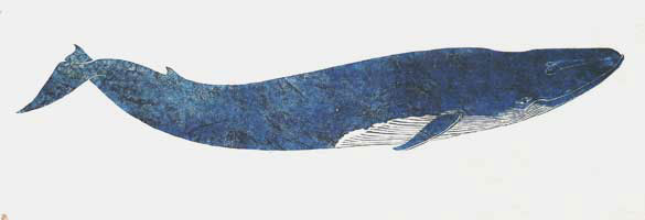 Baleia Azul Angela Leite